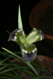 Iris tuberosa RCP3-2015  (27).JPG